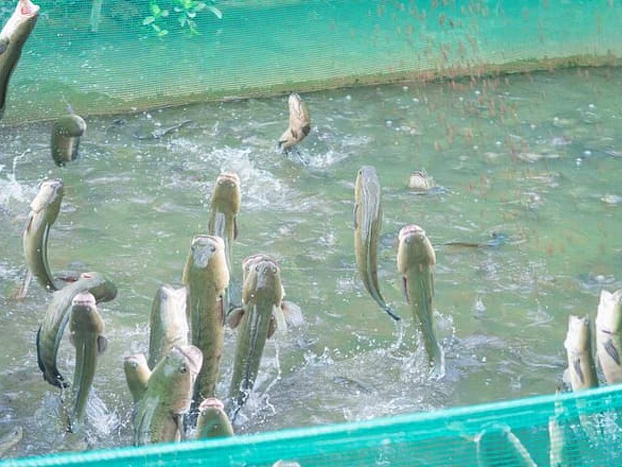 Mekong Delta Discovery 4 Day Biking Tour
