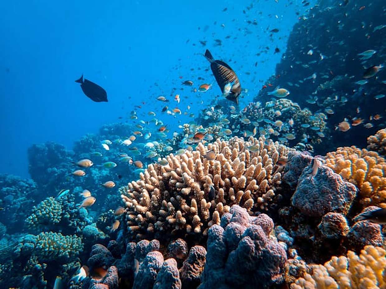 TH Special: Sataya Reef Gradens Snorkeling Day Trip, photo 2