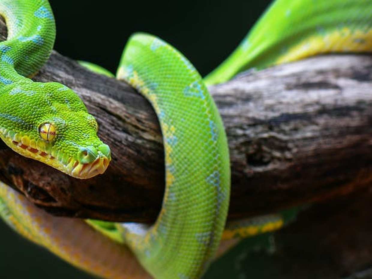 Meserani Snake Park Walking Tour from Arusha in Tanzania, photo 2