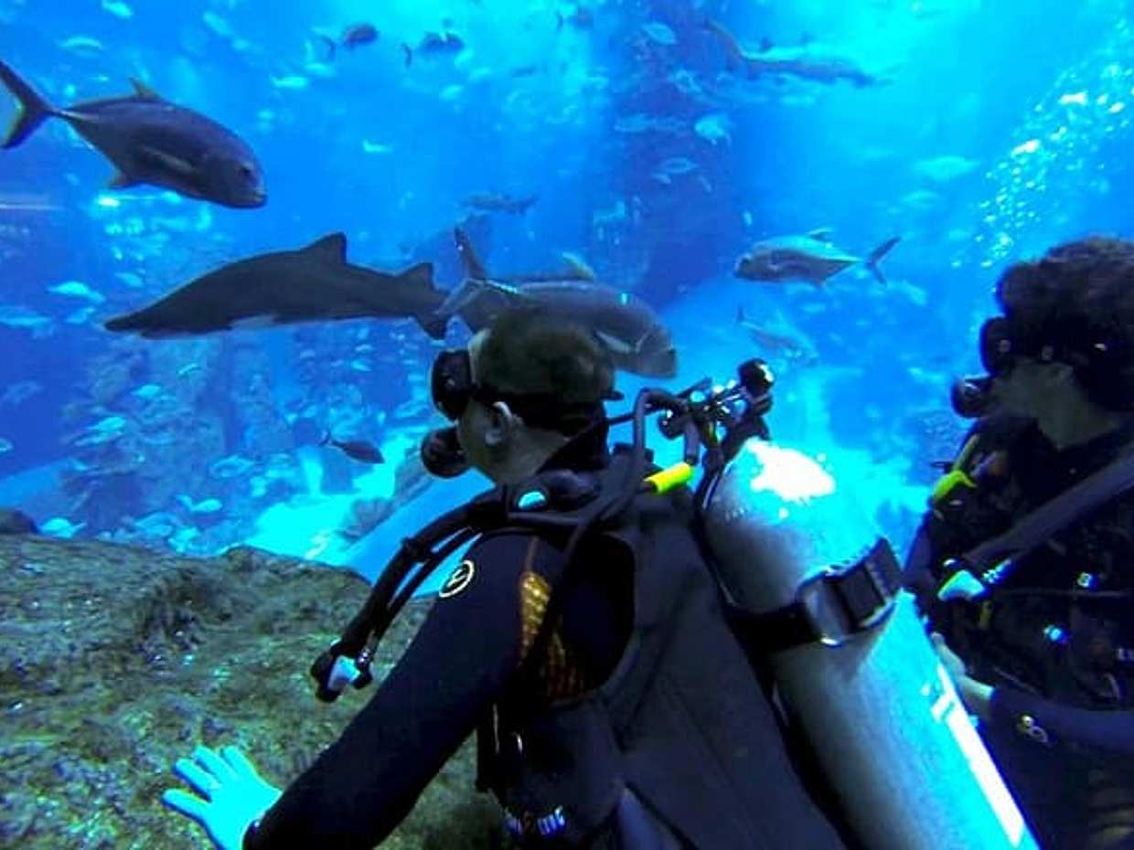 Diving with Sharks certified