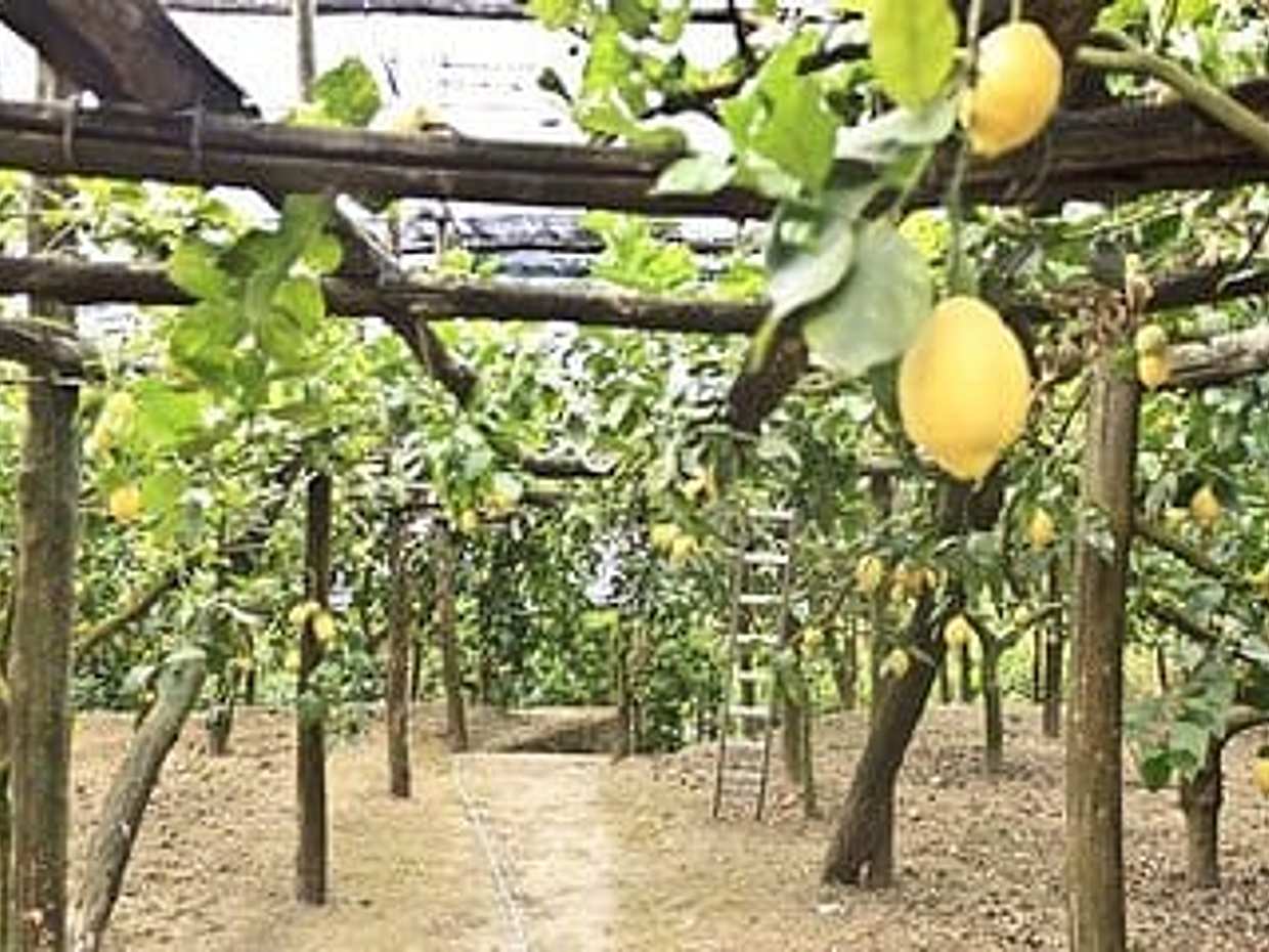 Weekend in Sorrento with Farm Tour