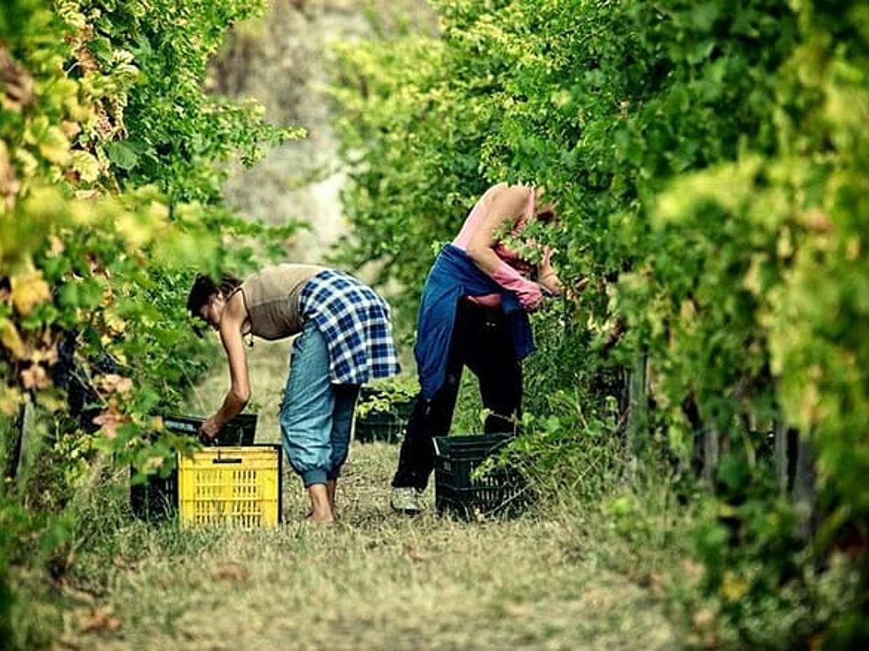 Full Day Small Group Pompeii Tour from Sorrento with Local Wine Tasting