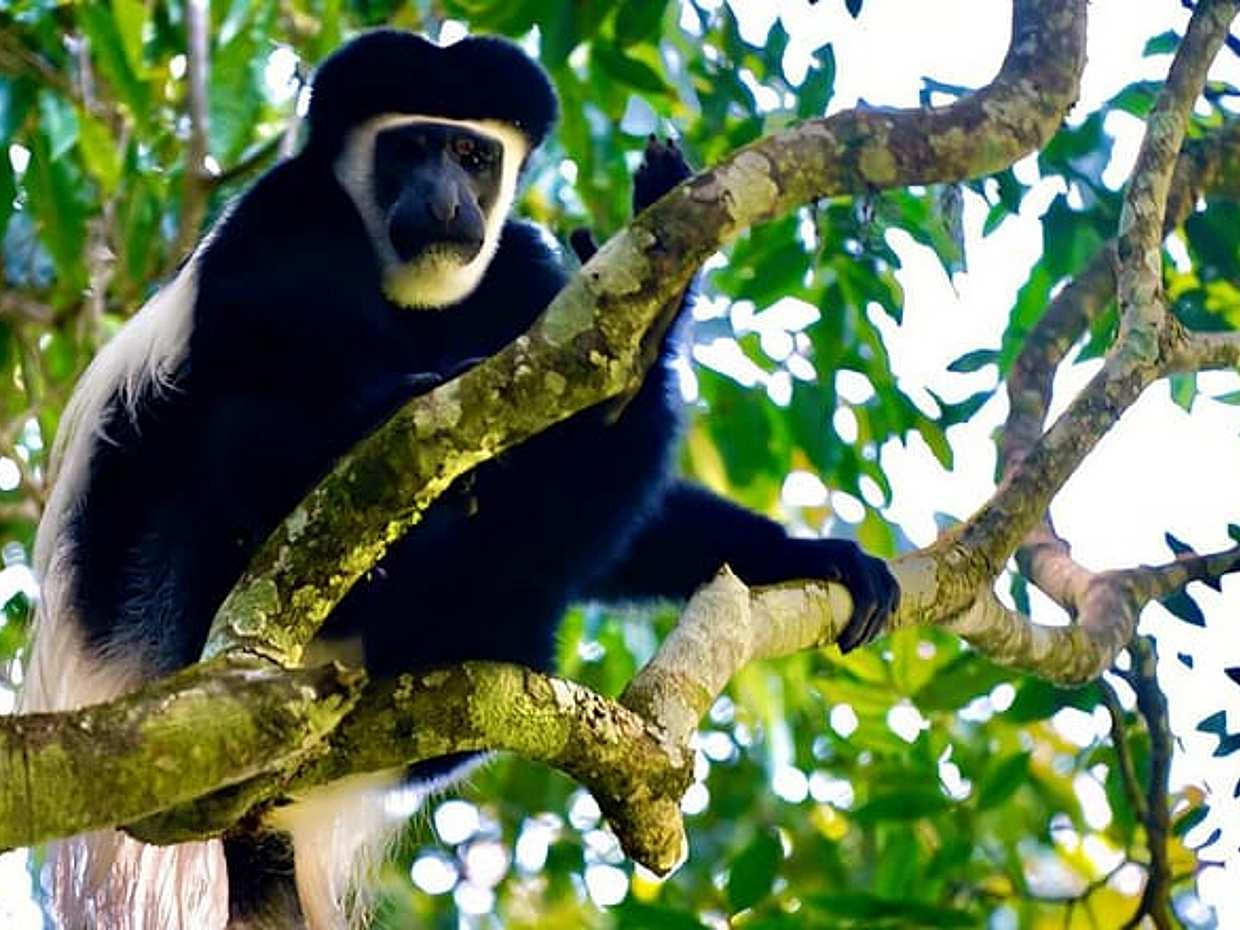 Kilimanjaro Rainforest Day Hike to Mandara Hut – Marangu Route, Tanzania, Moshi, photo 5