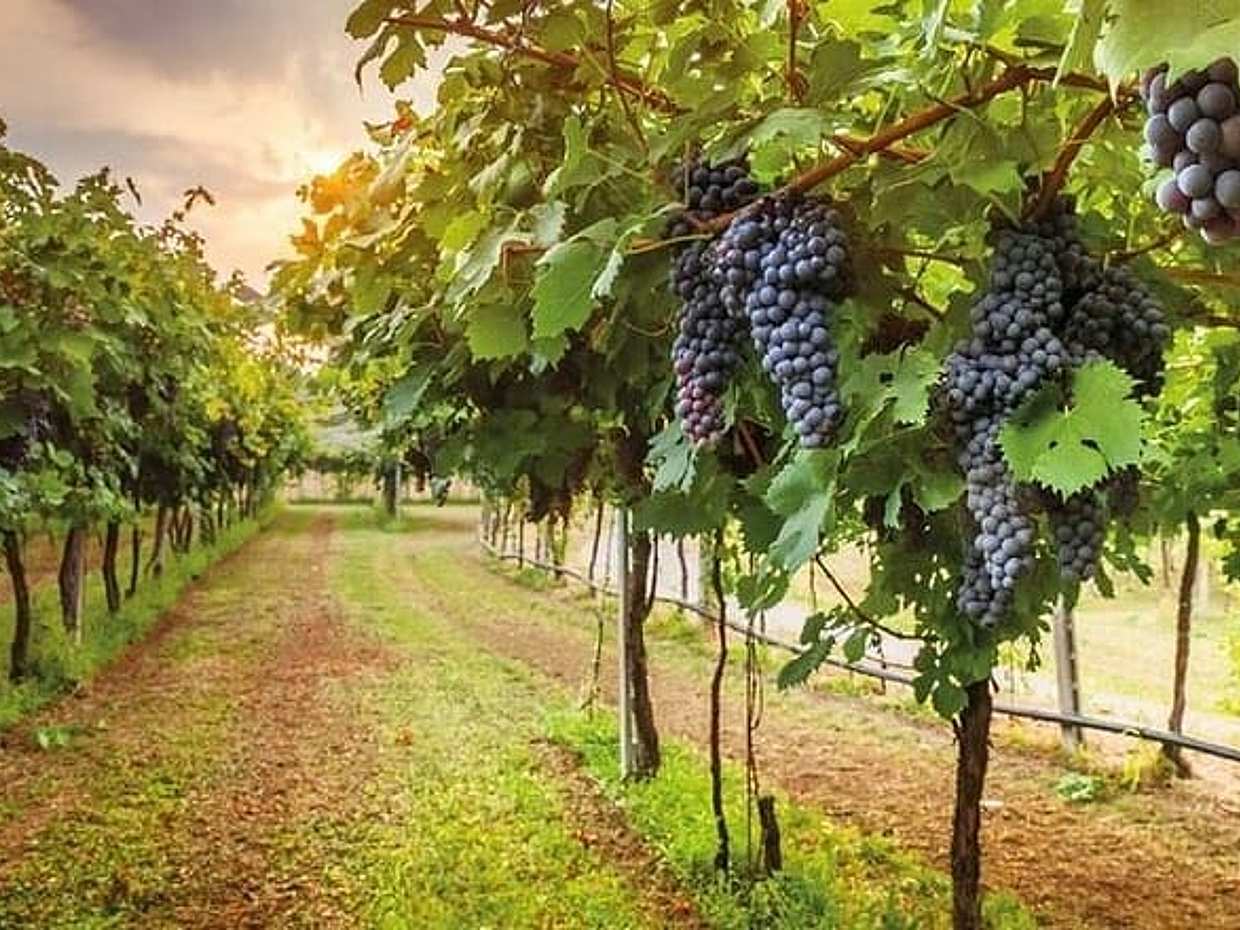 Special Chianti Afternoon Wine Tour from Florence, photo 5
