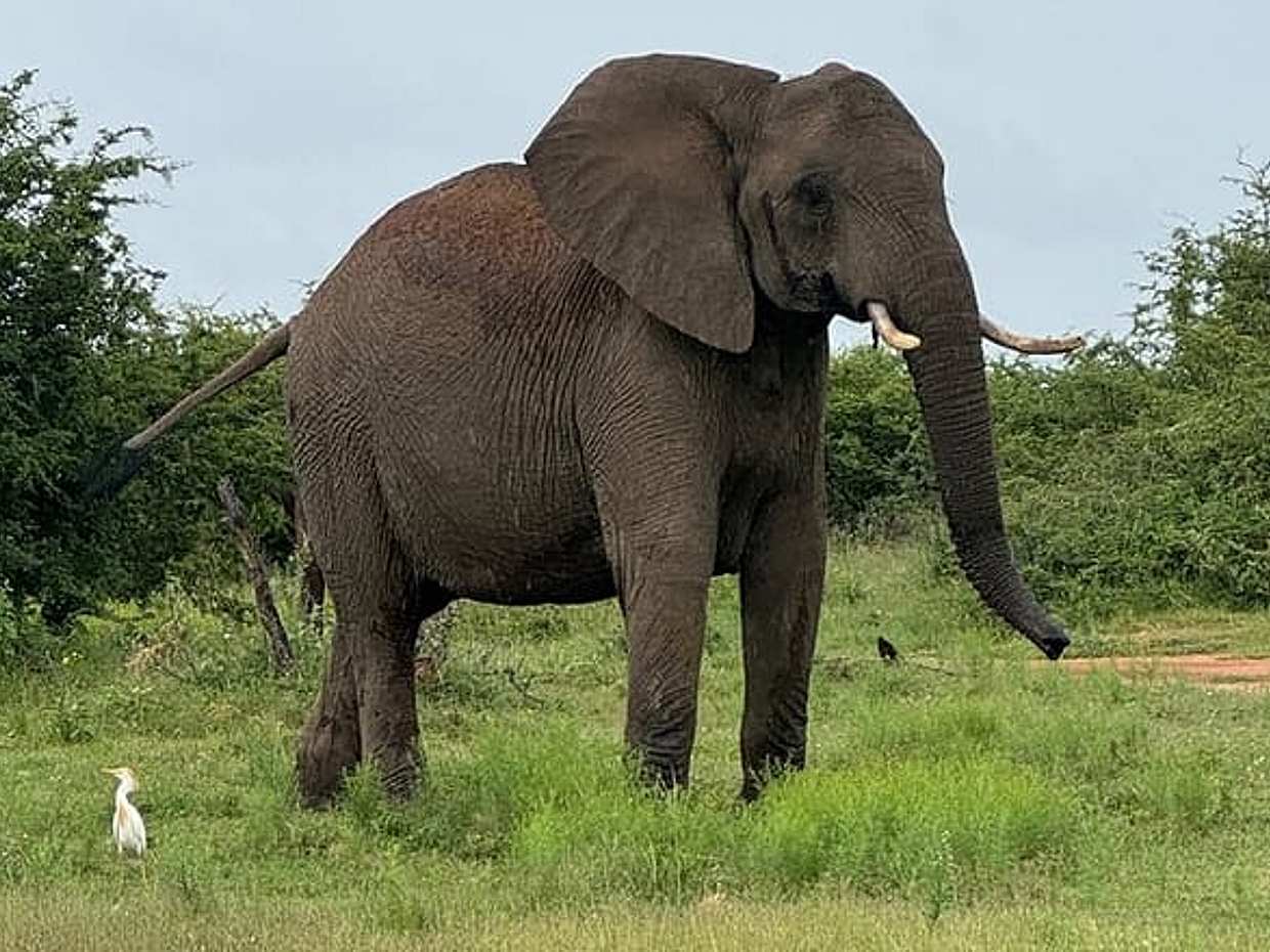 Dinokeng Game Reserve Tour from Sandton in South Africa, Gauteng, photo 3