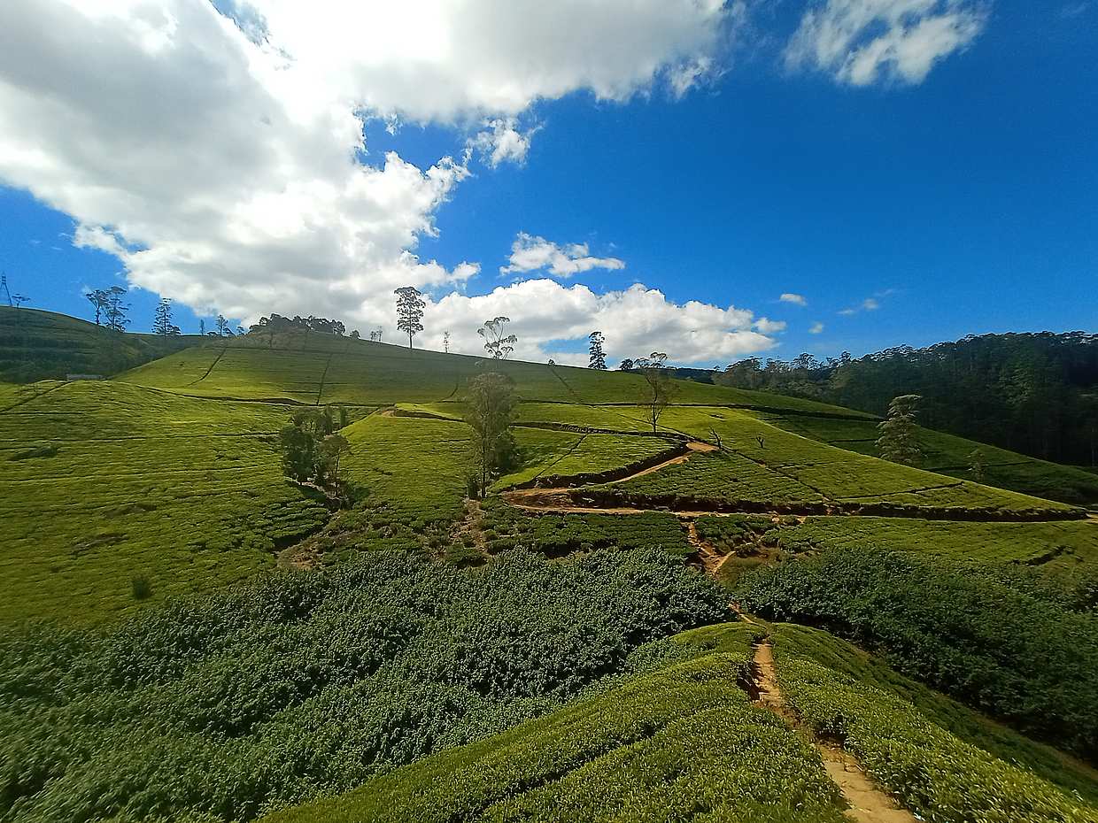 7-tägige Tour durch Sri Lanka, photo 2