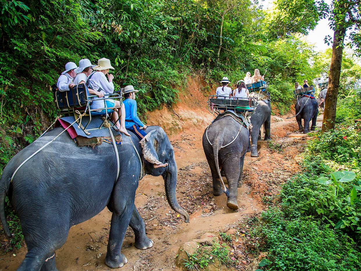 Phuket: Bamboo Rafting, Elephant Trekking with 15-minute ATV Riding in Thailand