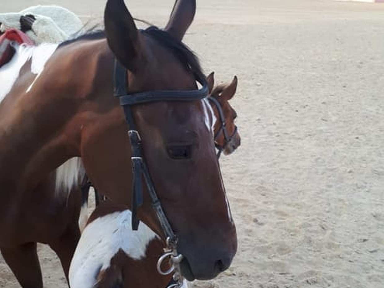 Horseback riding Marsa Alam, photo 4