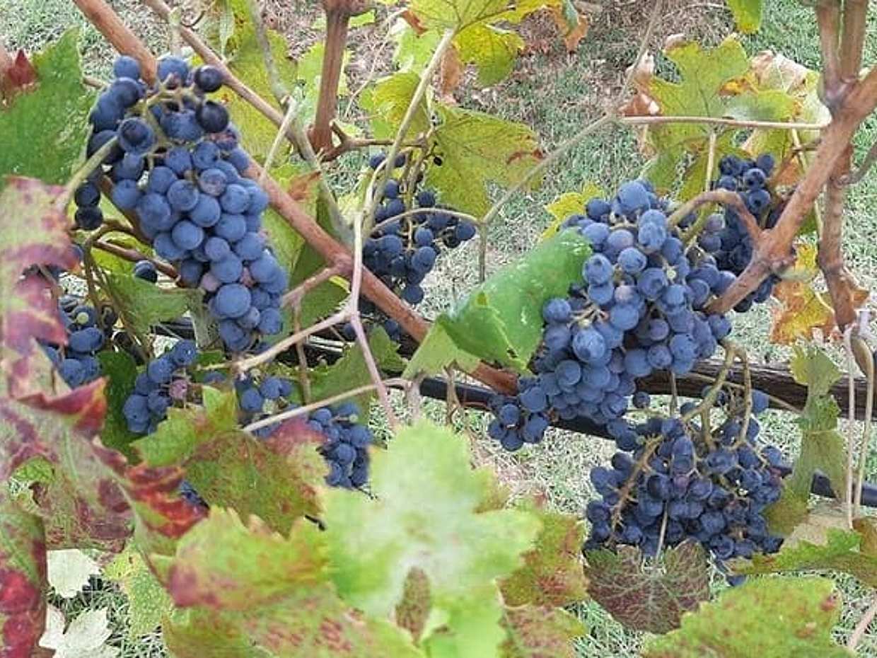 PRIVATE EXCURSION: Volterra & San Gimignano + wine tastings (from Livorno Port), photo 5