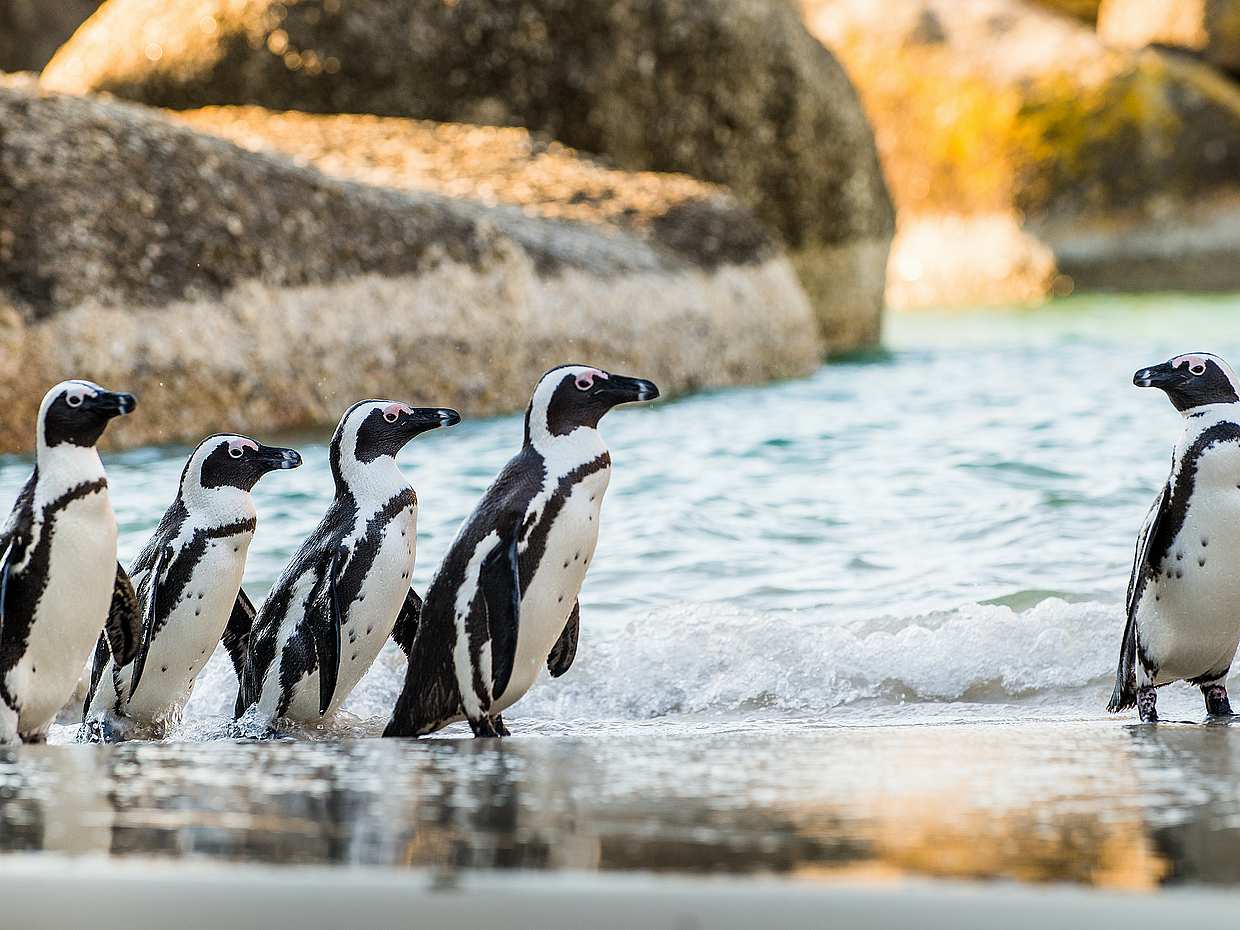 Private Guided Sightseeing Day Tour of Cape Peninsula Penguins in South Africa, Cape Town, photo 3