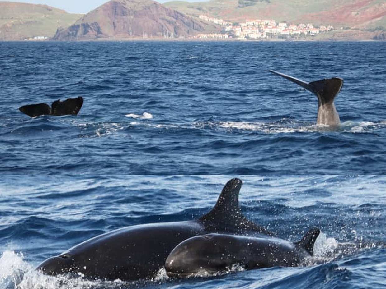 PRIVATE VIP 2 Hours Tour charter in Funchal in Portugal