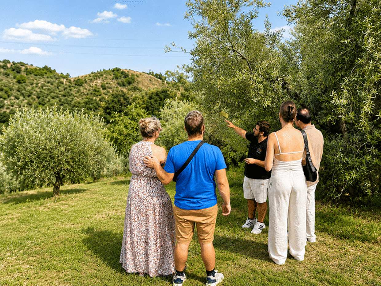 Lake Garda Olive Oil Tour & Tasting with Panoramic Views, photo 5
