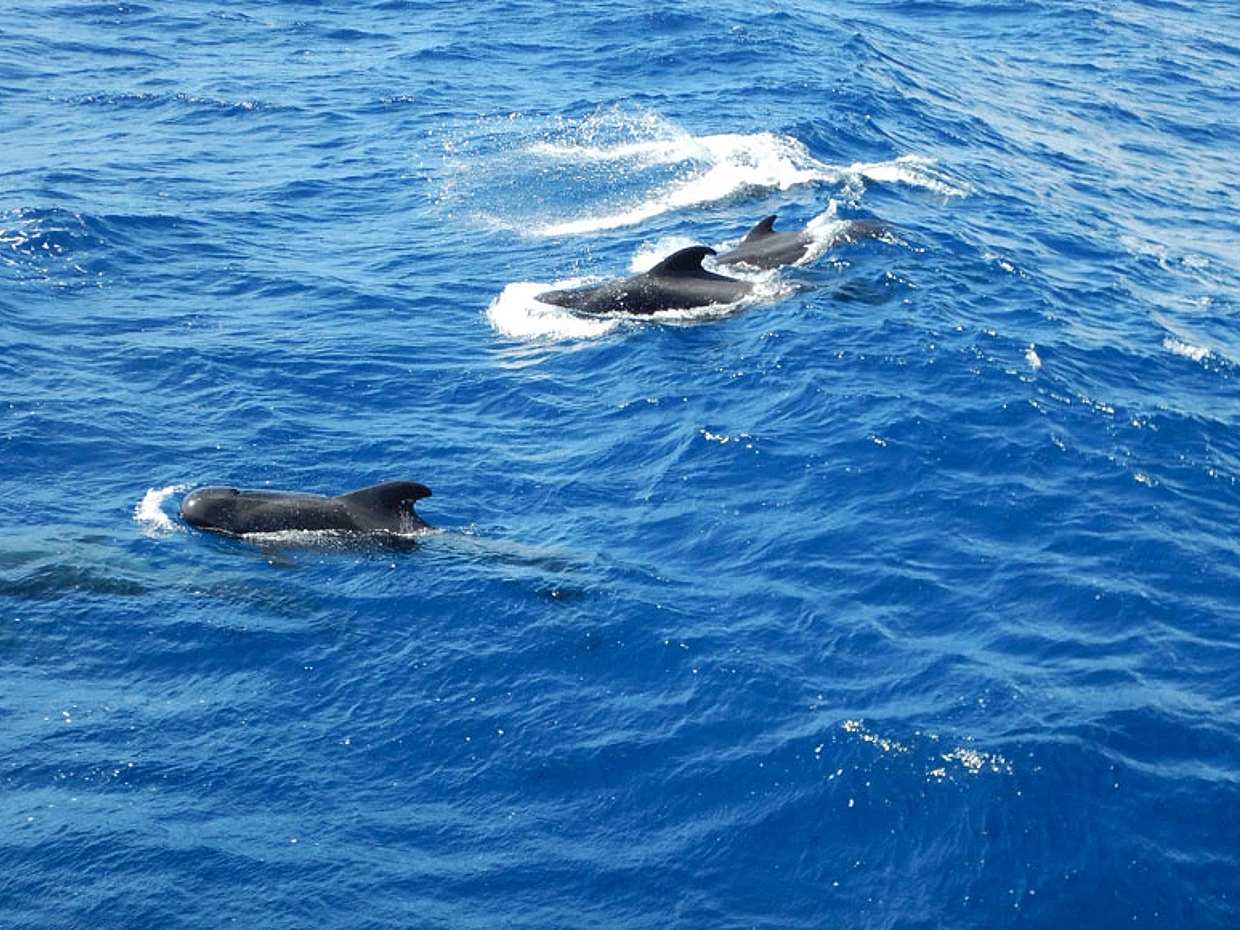 Tour with Whale Watching in Tenerife Peter Pan Boat in Spain, photo 3