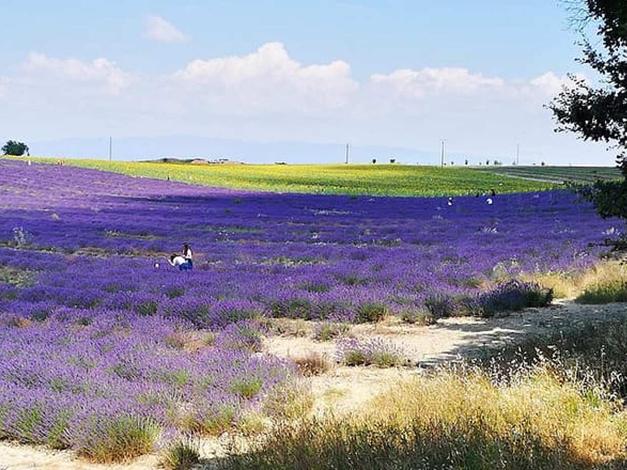 Private Day Trip Valensole Moustiers Ste Marie and Lake Ste Croix from Marseille, photo 2