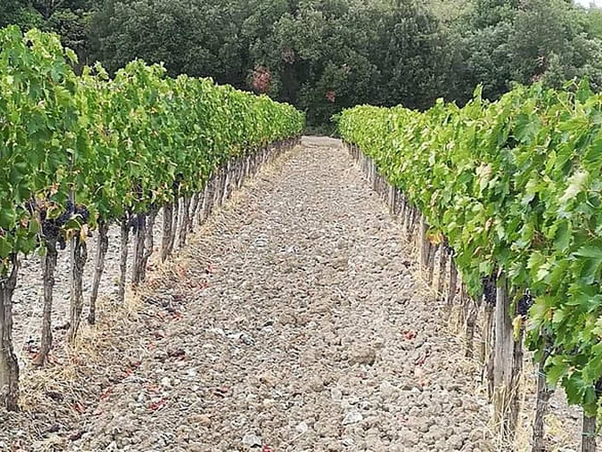 Private Art & Wine Tour in Cortona & Montepulciano, with lunch & 2 wine tastings, photo 5