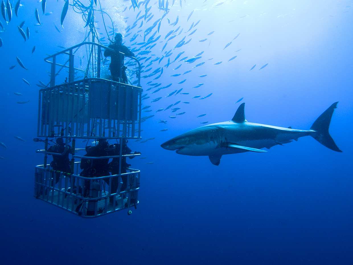 Buceo en jaulas de tiburones desde Ciudad del Cabo