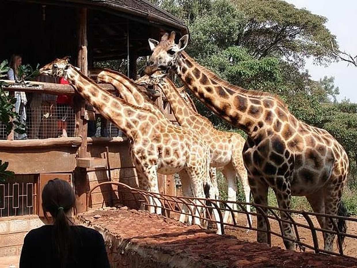 Best Day Tour Giraffe Center, Elephant Orphanage, Bead Factory & Bomas of Kenya, photo 3