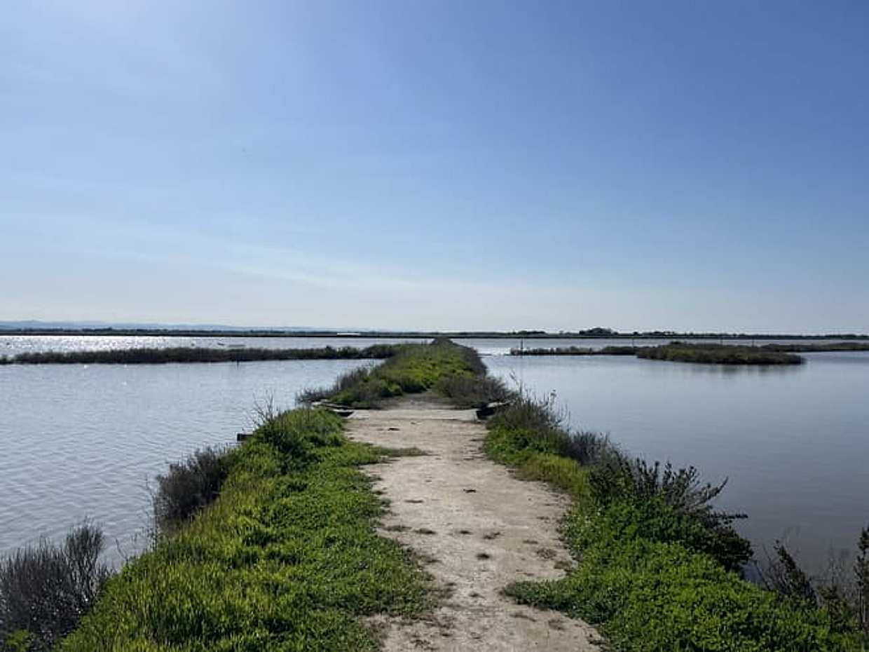 Boat tour in the Cervia Salt Pans: birdwatching among water mirrors and trails, photo 2