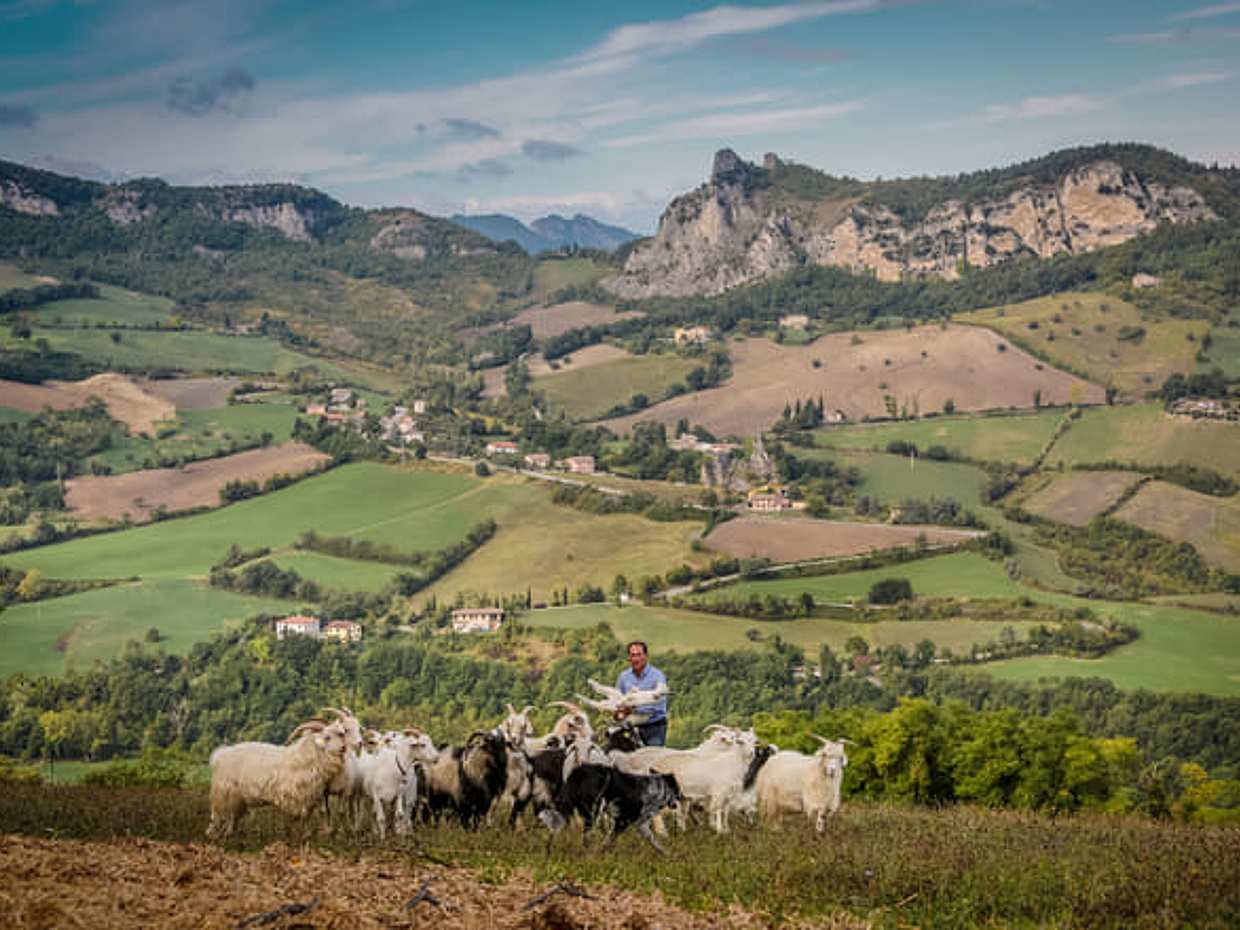 San Leo Cashmere: Grazing with the Shepherd, photo 2