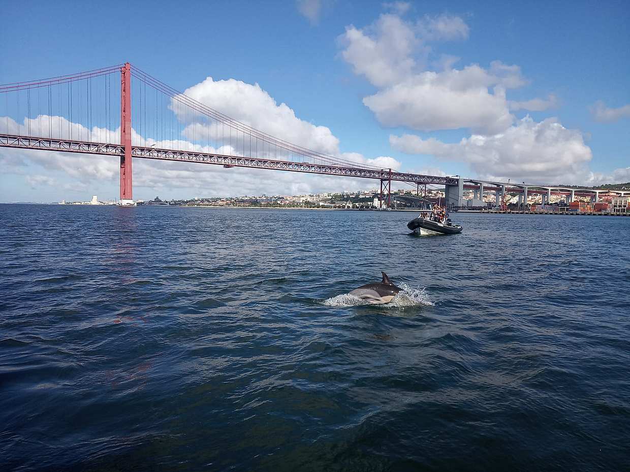Dolphin Watching Lisbon Boat Tour in Portugal, photo 3