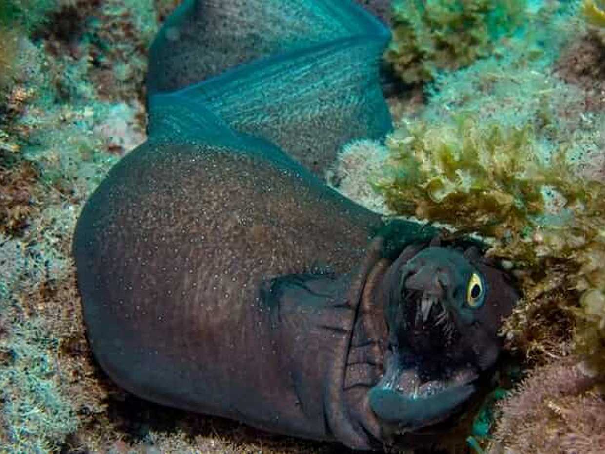 <p>เป็นนักดำน้ำ Open Water Diver ที่ได้รับการรับรองจากอะโซร์ส - เกาะ Terceira - การผจญภัยใต้น้ำของคุณเริ่มต้นที่นี่! ในโปรตุเกส</p>
, photo 5