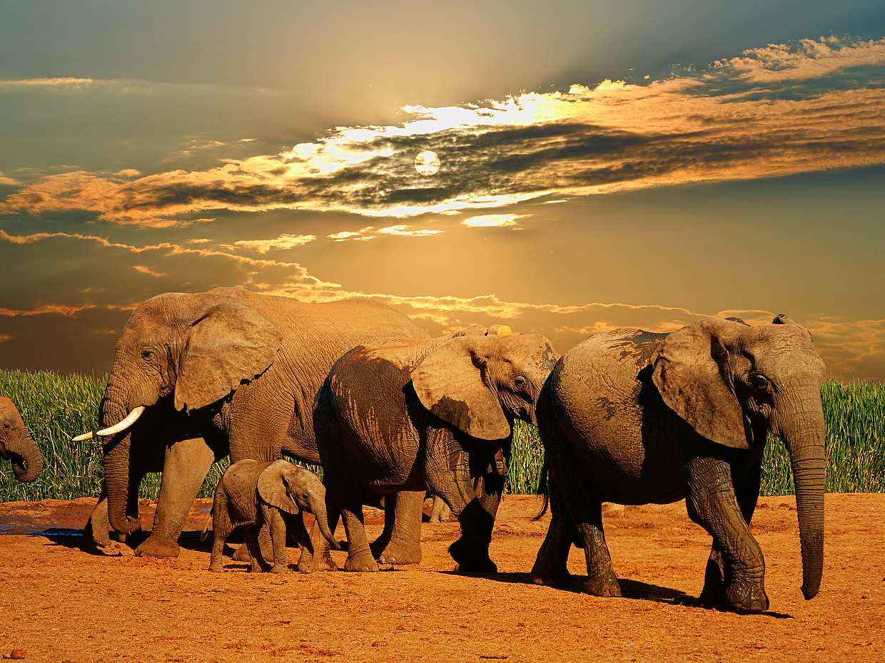 Half-day Afternoon Safari at Aquila Game Reserve in South Africa, Cape Town, photo 5