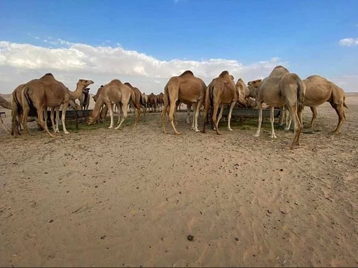 Abu Dhabi Desert safari with BBQ Dinner,Sandboarding & Camel ride, photo 5