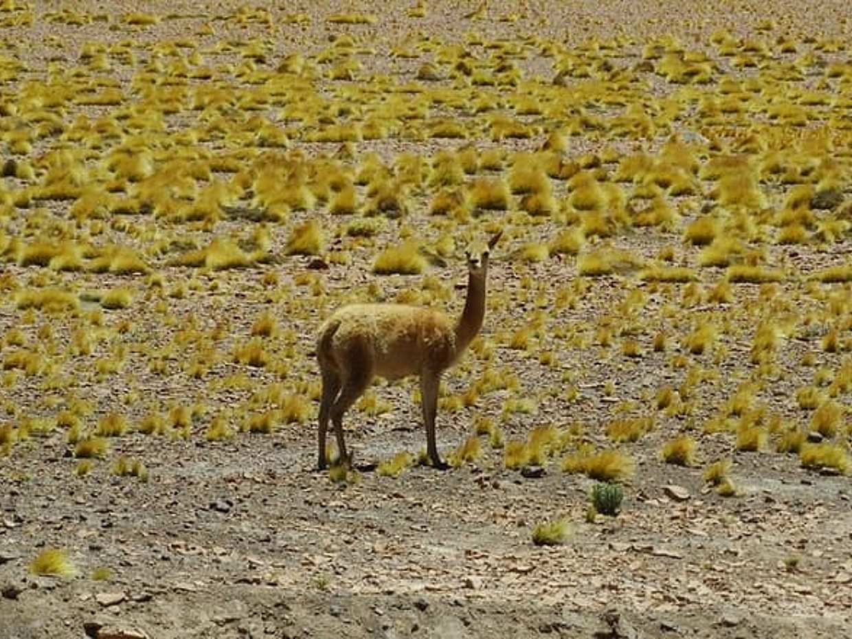 San Pedro de Atacama, Altiplanische Lagunes en Piedras Rojas - Volledige dag, Chili, photo 5