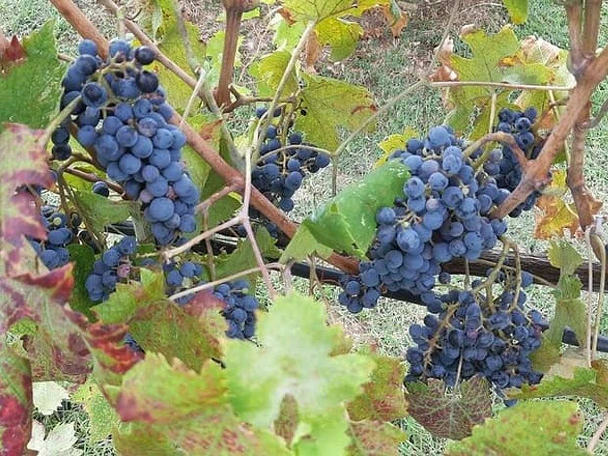 PRIVATE TOUR: Chianti Afternoon tour with visit to 2 wine farms, photo 3