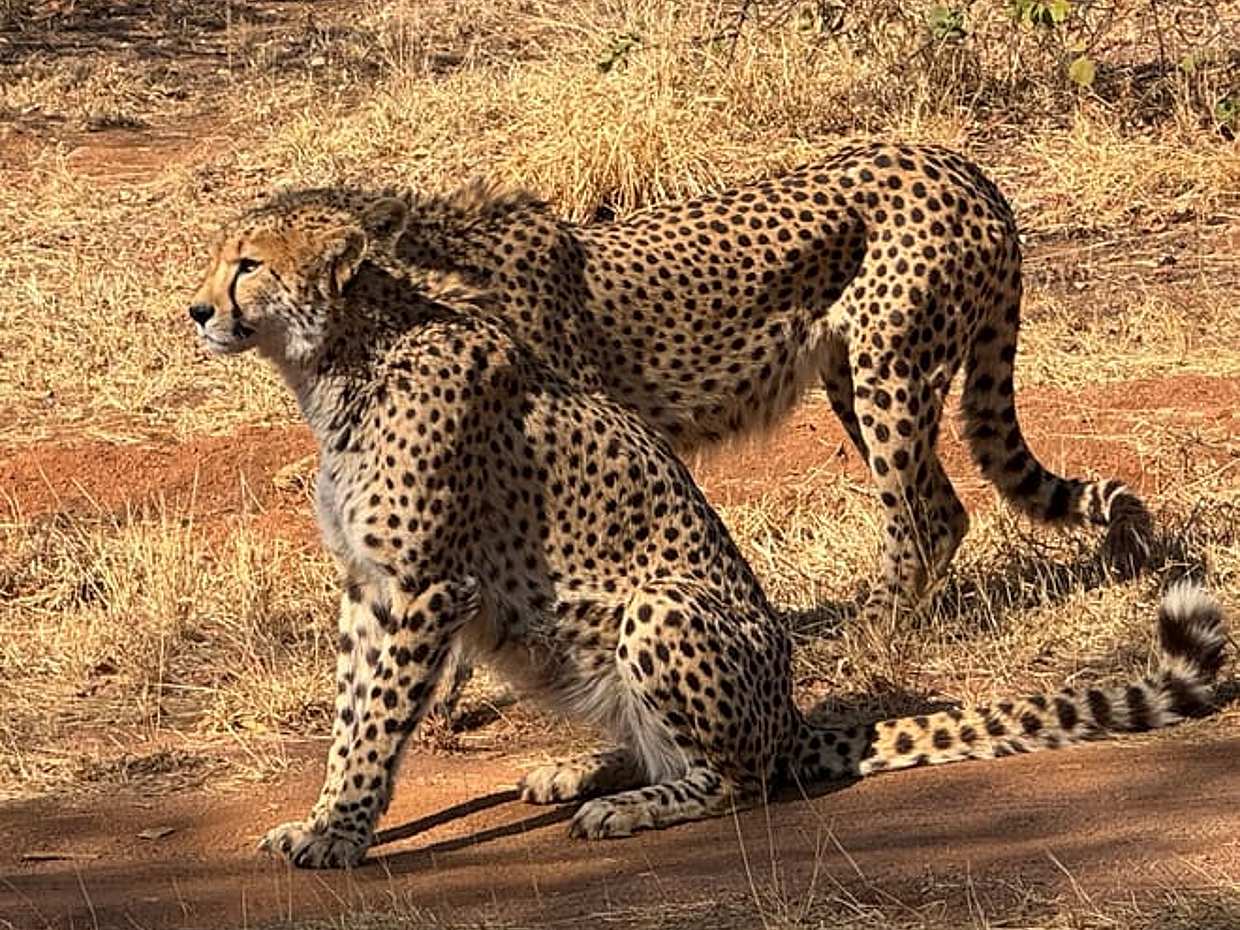 Ann Van Dyk Cheetah Centre Tour из Йоханнесбурга или Претории, Южная Африка, photo 2