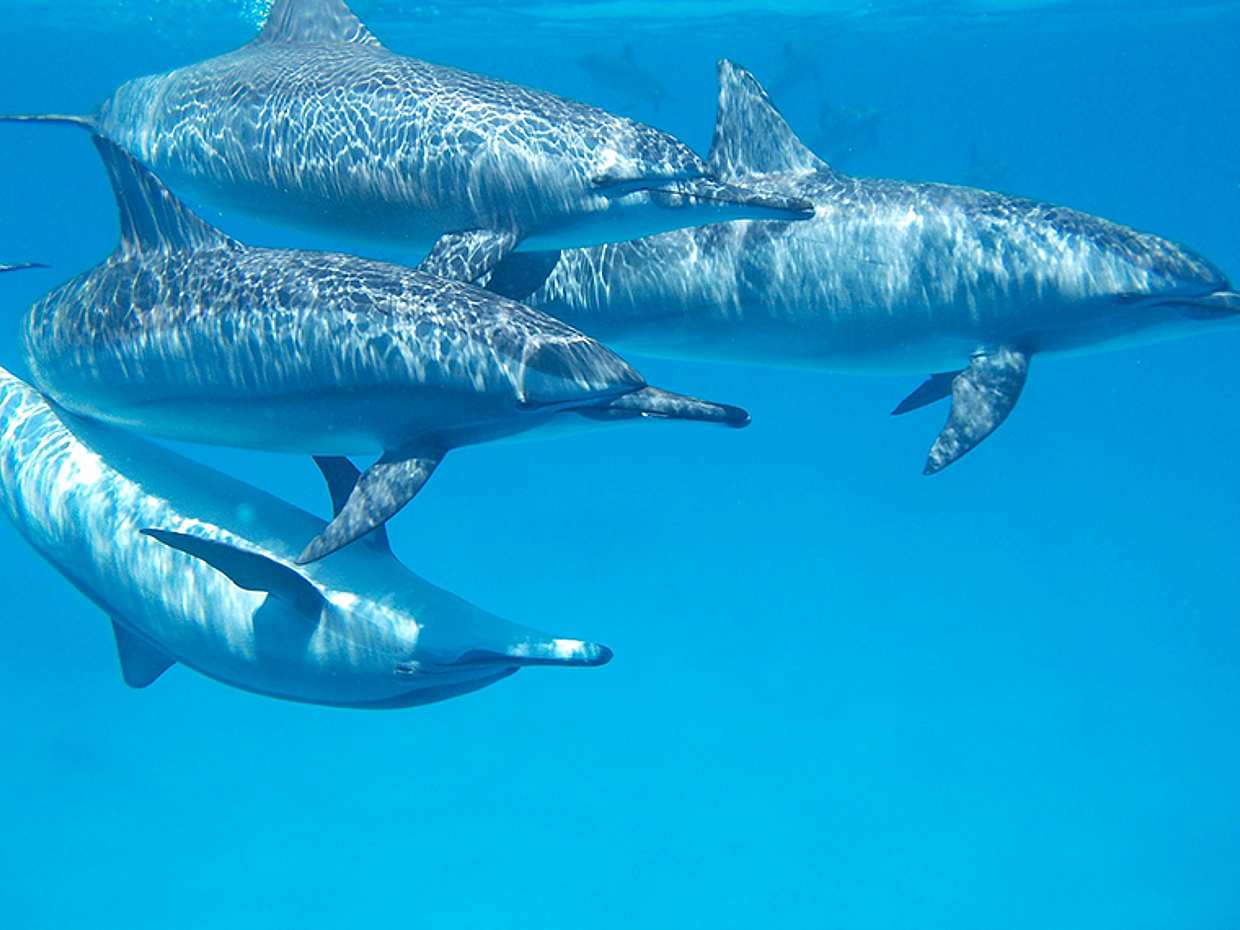 Kizimkazi Dolphin Tour in Tanzania, Zanzibar