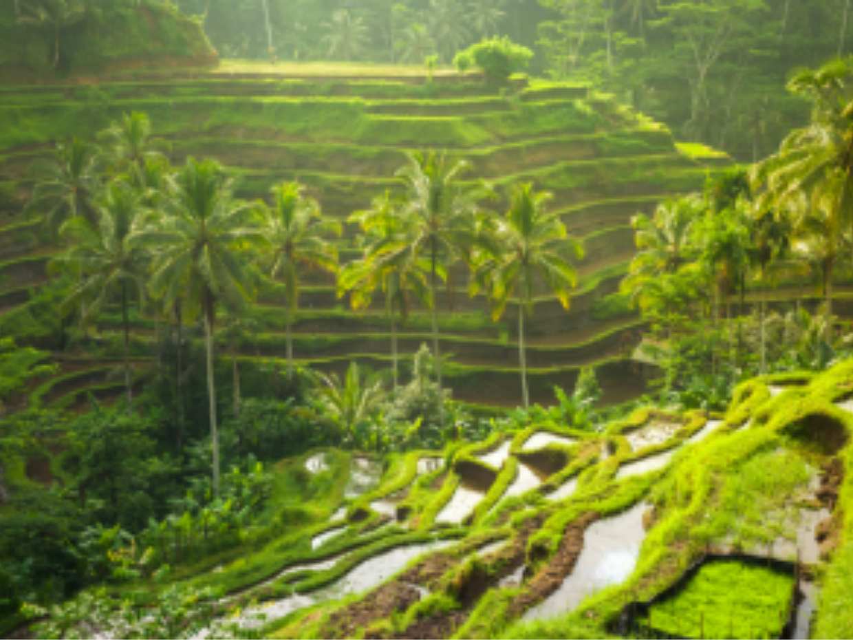 <p>Bali: Ubud Tour – Natur, Kultur & ikonische Erlebnisse in Indonesien</p>, photo 5