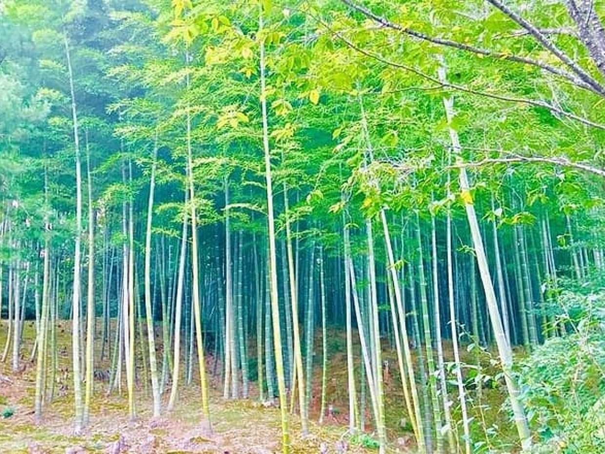 Three-Hour Private Guided Tour to Arashiyama, Kyoto in Japan