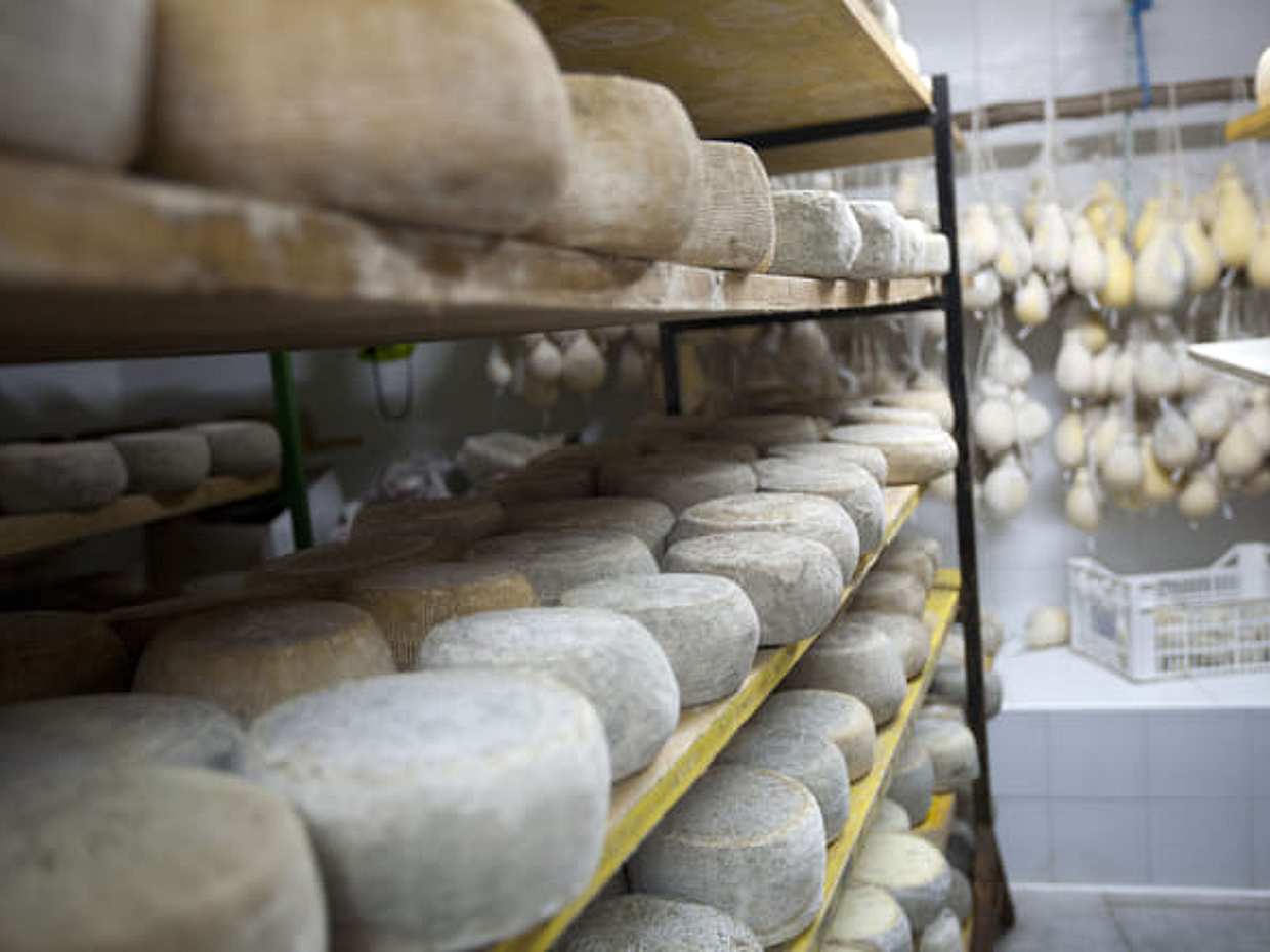 White gold from milk - visit to a typical Santa Caterina cheese dairy
