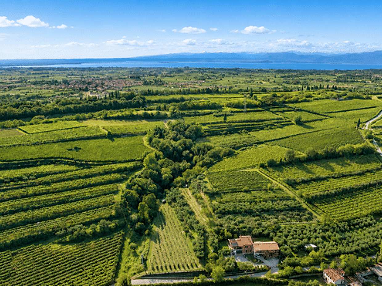 Lake Garda Olive Oil Tour & Tasting with Panoramic Views, photo 2