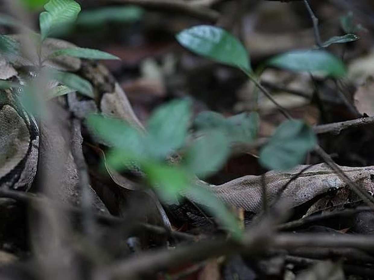 6 Giorni Tour d'Avventura nella Giungla Amazzonica in Brasile, Manaus