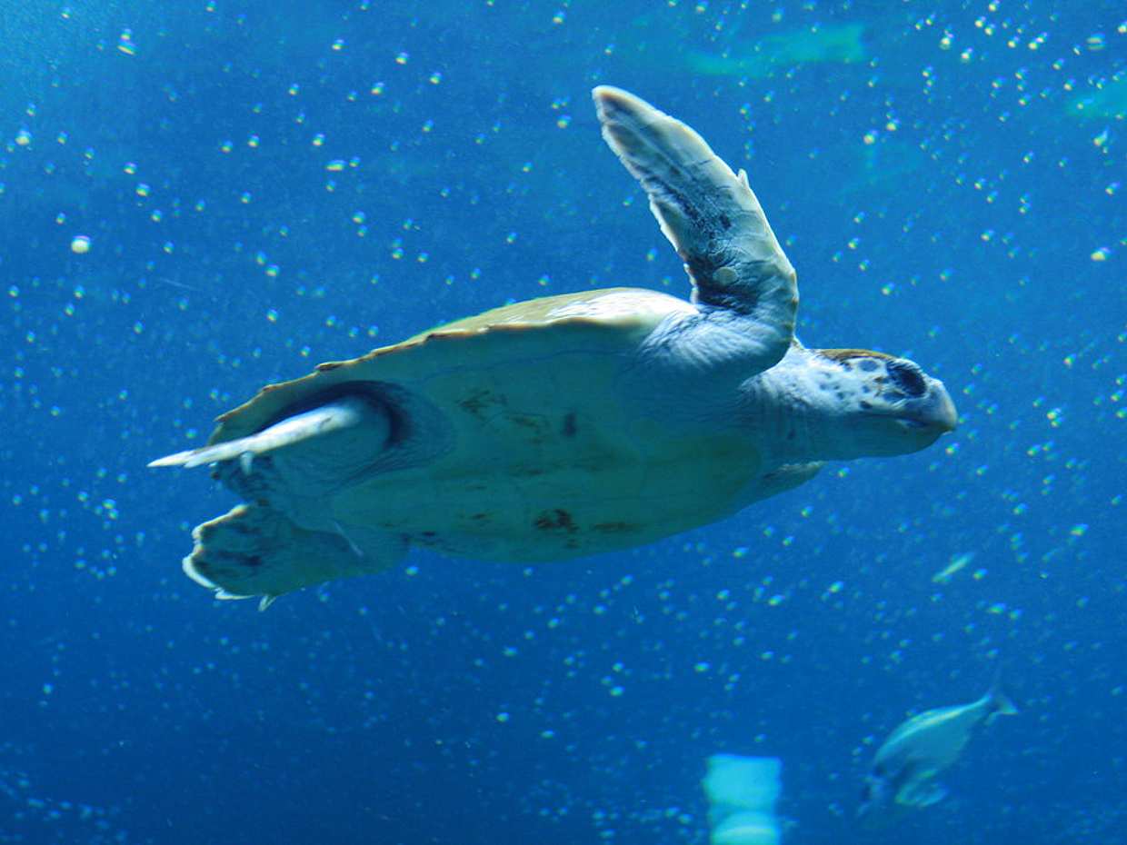 جولة Cretaquarium من هيراكليون - اصطحاب من كوكوني هاني إلى ماليا في اليونان، CretaAquarium Thalassokosmos.
, photo 2