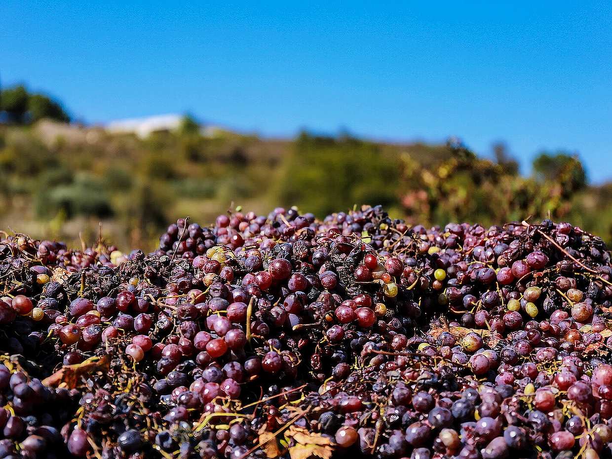 Wine Tour – Vineyards, Tastings & Scenic Views from Paphos in Cyprus, Paphos Local Wineries Tour & Wine Tasting, photo 4