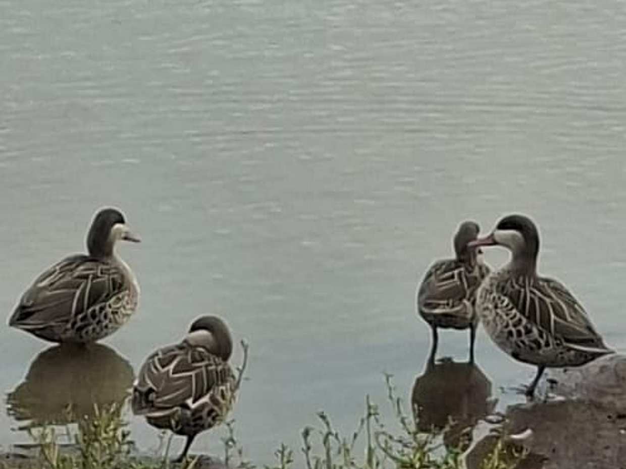 Bird-Watching Nairobi Park Tour in Kenya, photo 5