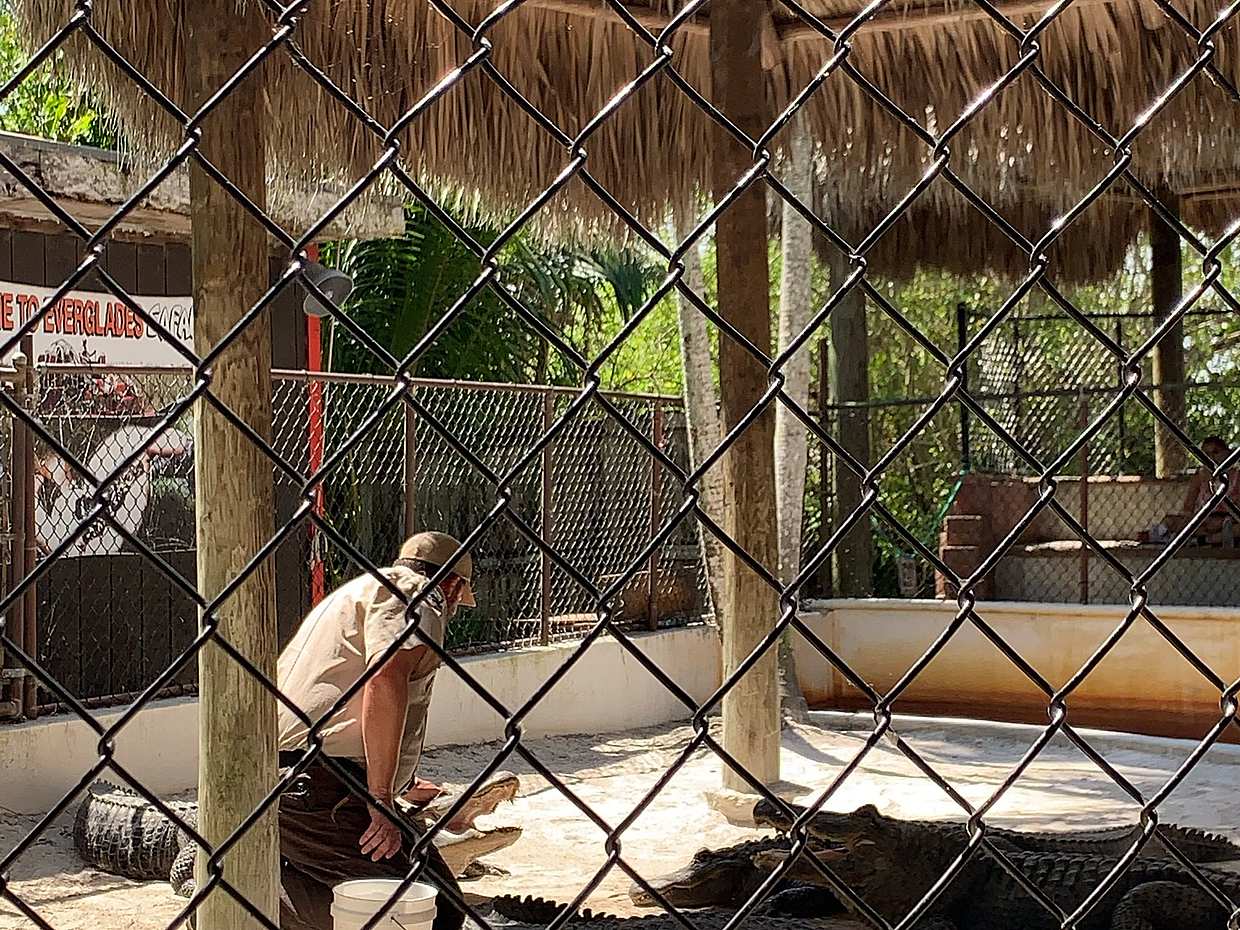 <p>Everglades – Fluss „Gras“ in den Vereinigten Staaten, Everglades Holiday Park</p>, photo 4
