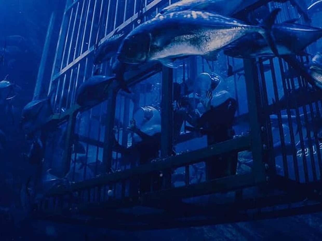 Shark Encounter, photo 2