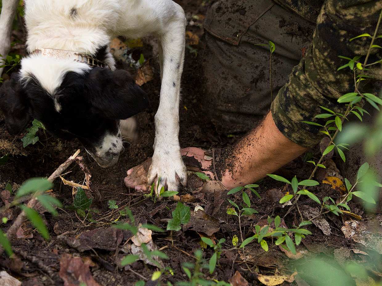 Truffle Hunting Tour in Italy, Truffle hunting, photo 2