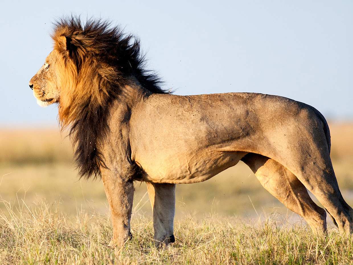 Sunset Safari at Aquila Game Reserve in South Africa, Aquila Private Game Reserve, photo 2