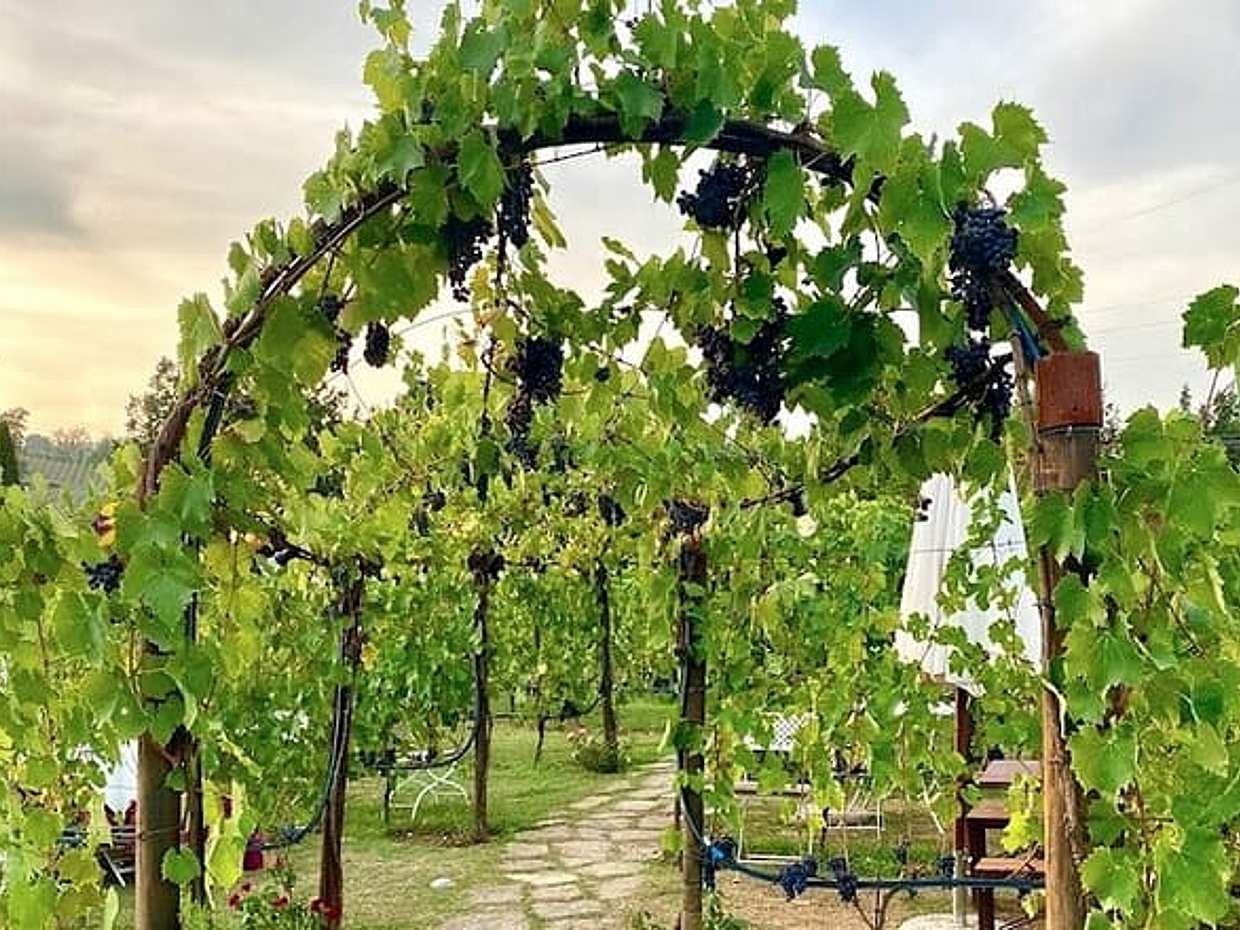 Private Tour Of Chianti with Wine Tastings, photo 2