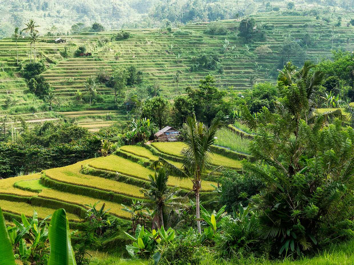 Circuit des trésors cachés de Bali en Indonésie
, photo 3