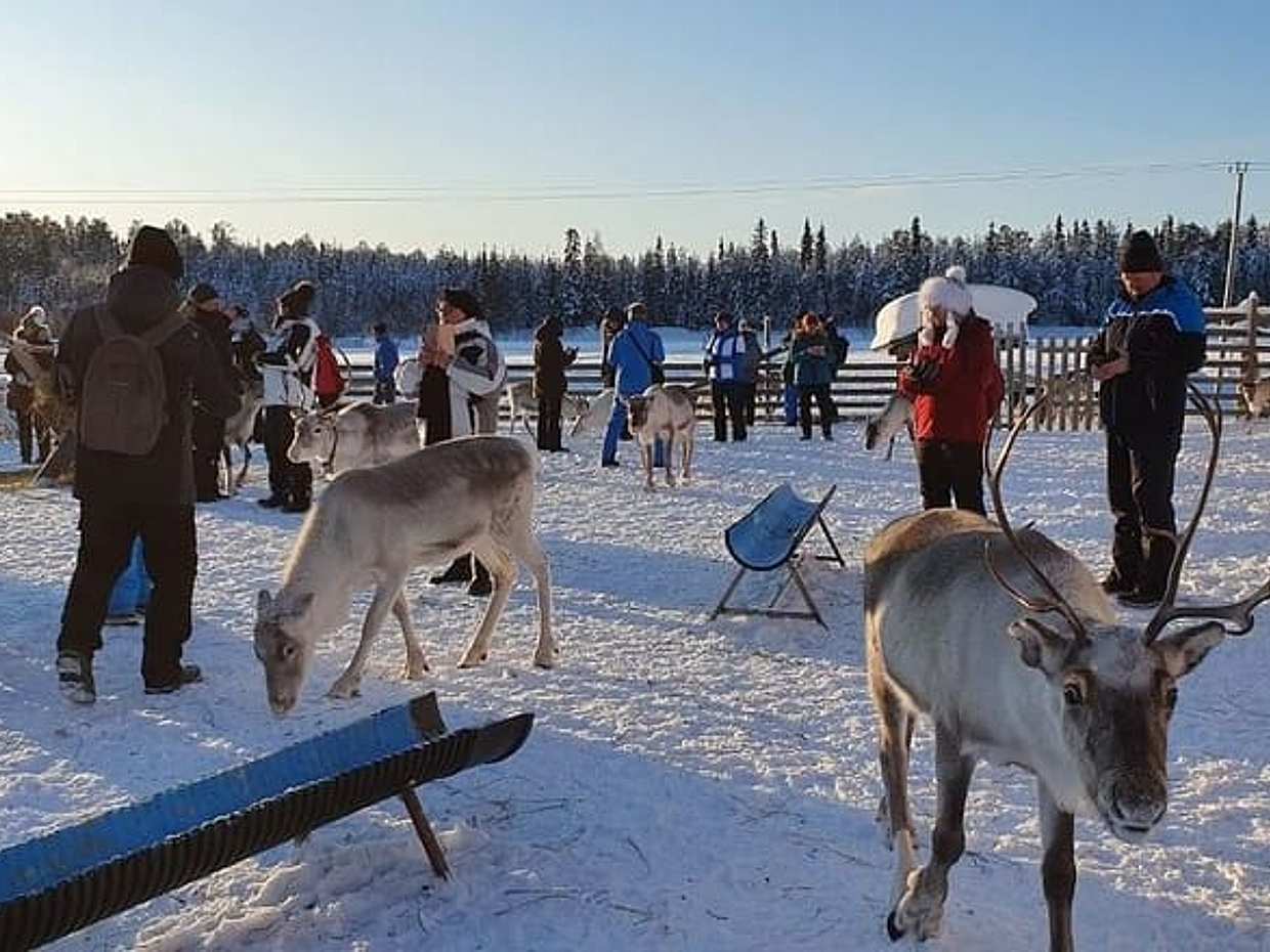Sami Reindeer Safari Express by the Ounasjoki Rapids, photo 4