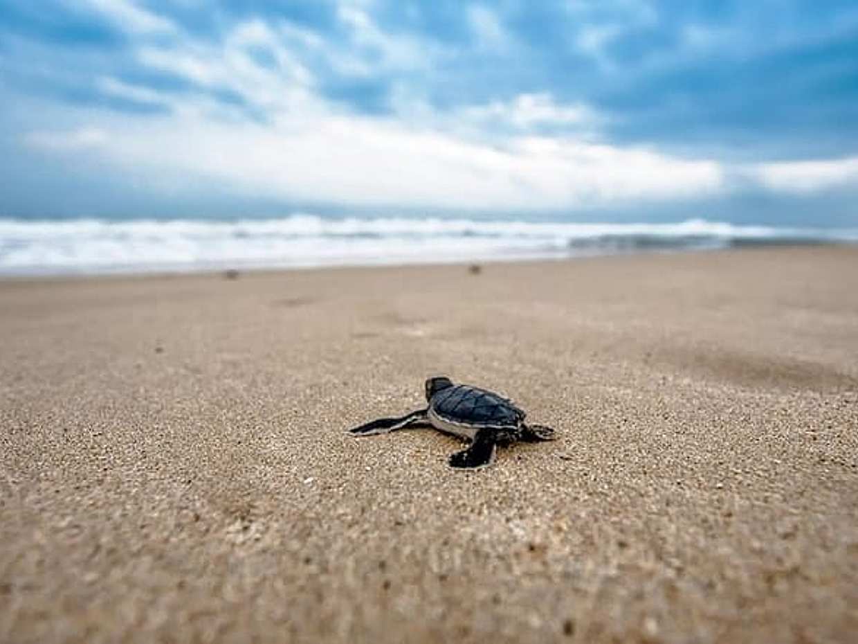 "Viaje de Tortugas Caretta-Caretta en Grecia, Zakynthos", photo 5