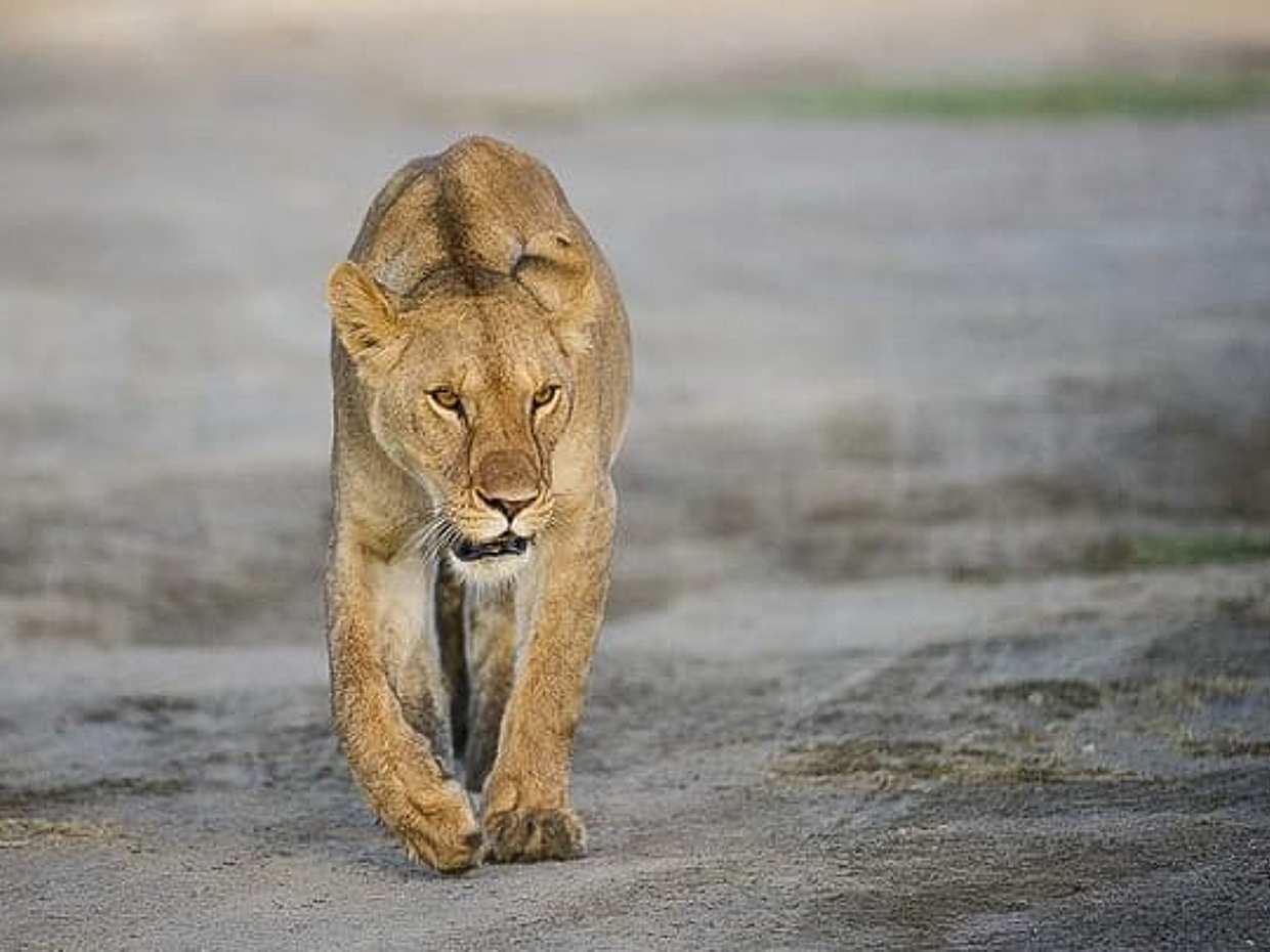 "Safari de 5 jours sur la Grande Migration : Serengeti central et saison des mises bas de Ndutu, Tanzanie"., photo 4