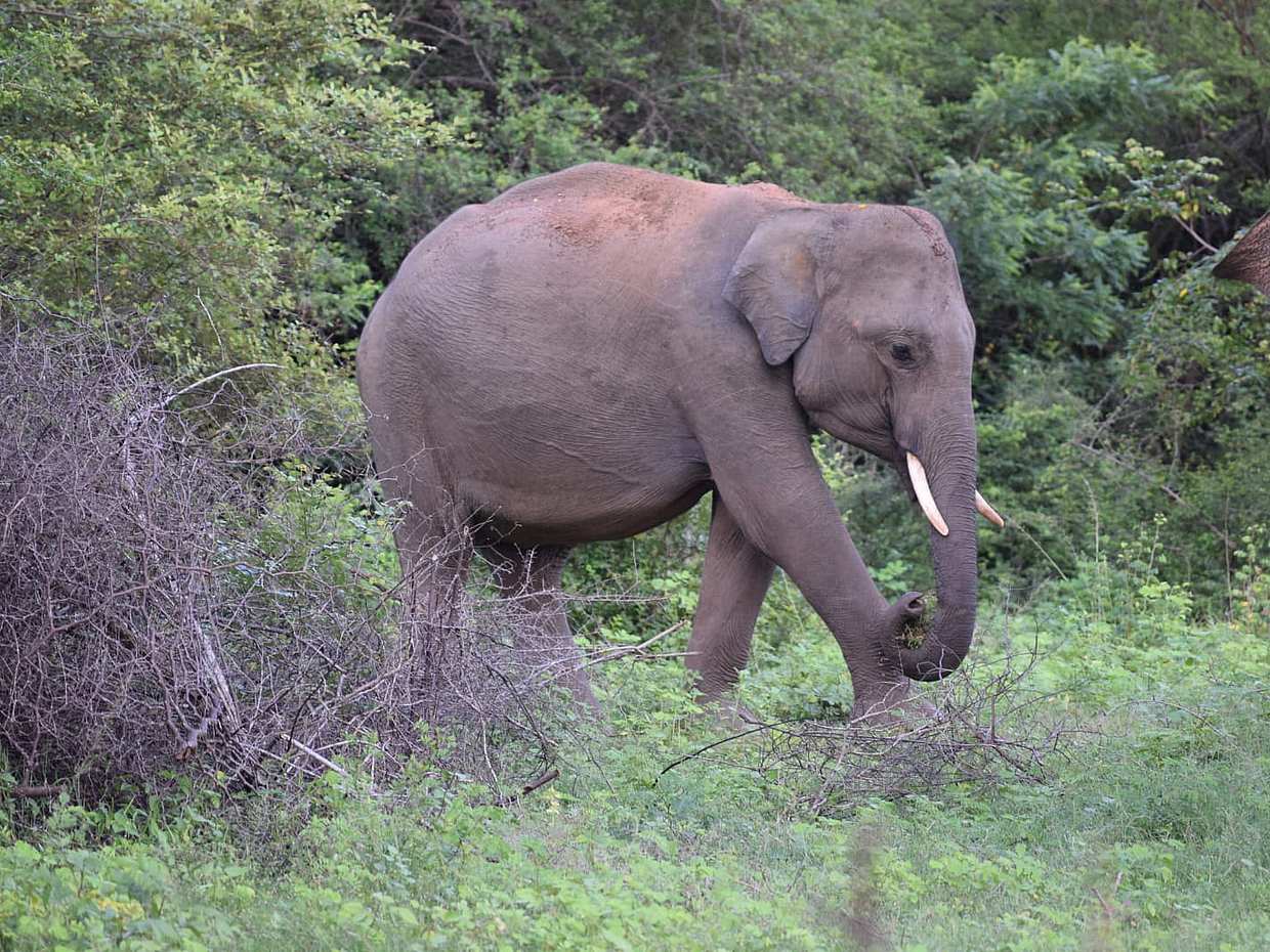 5 Day & 4 Night Sri Lanka Experience (KDH Van), Colombo, photo 3