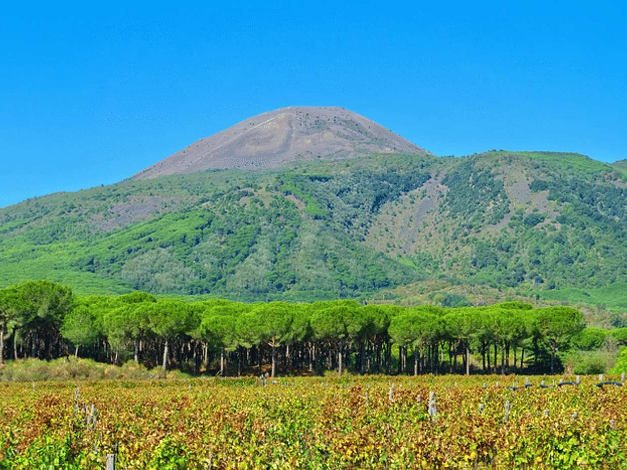 Mount Vesuvius Wine Tasting Experience, photo 4